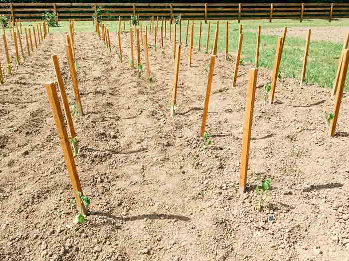 Habanero seedlings planted and staked by the volunteers