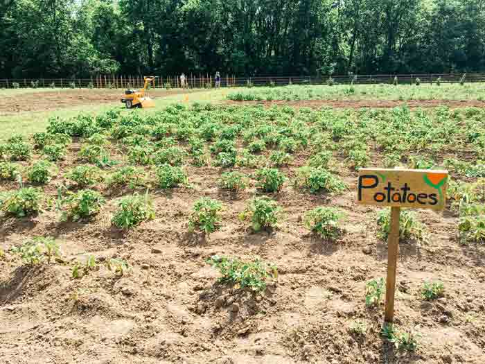 Potato plants growing in the sun
