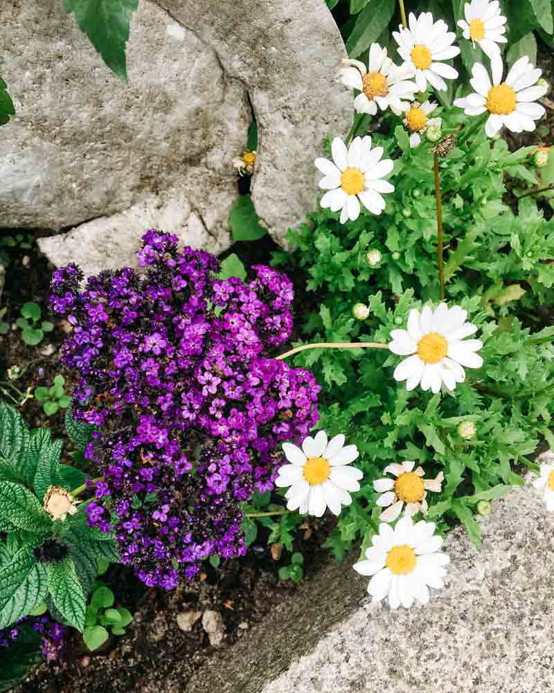 Flowers in Potsdam